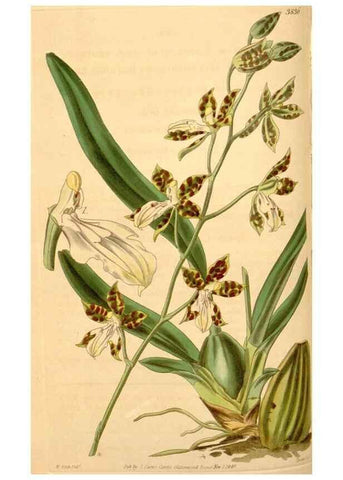 Reproducción/Reproduction 34862430430: Curtis's botanical magazine.. London ; New York [etc.] :Academic Press [etc.]