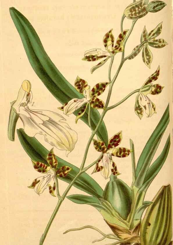 Reproducción/Reproduction 34862430430: Curtis's botanical magazine.. London ; New York [etc.] :Academic Press [etc.]
