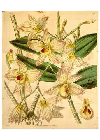 Reproducción/Reproduction 34440440433: Curtis's botanical magazine.. London ; New York [etc.] :Academic Press [etc.]