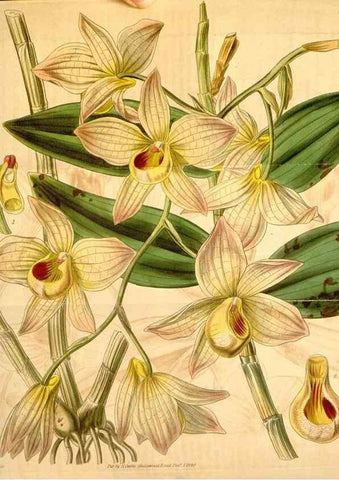Reproducción/Reproduction 34440440433: Curtis's botanical magazine.. London ; New York [etc.] :Academic Press [etc.]
