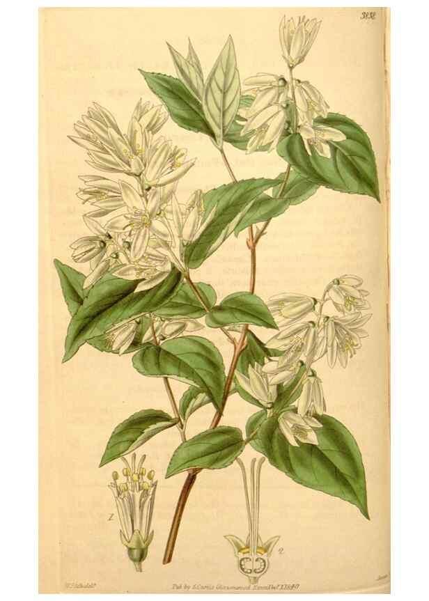 Reproducción/Reproduction 34862435460: Curtis's botanical magazine.. London ; New York [etc.] :Academic Press [etc.]