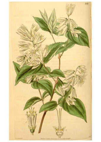 Reproducción/Reproduction 34862435460: Curtis's botanical magazine.. London ; New York [etc.] :Academic Press [etc.]