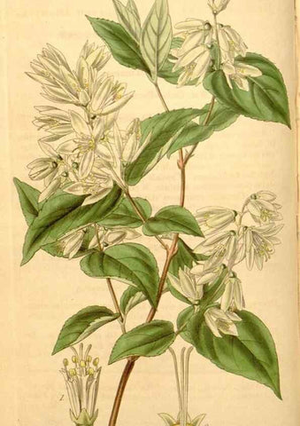 Reproducción/Reproduction 34862435460: Curtis's botanical magazine.. London ; New York [etc.] :Academic Press [etc.]
