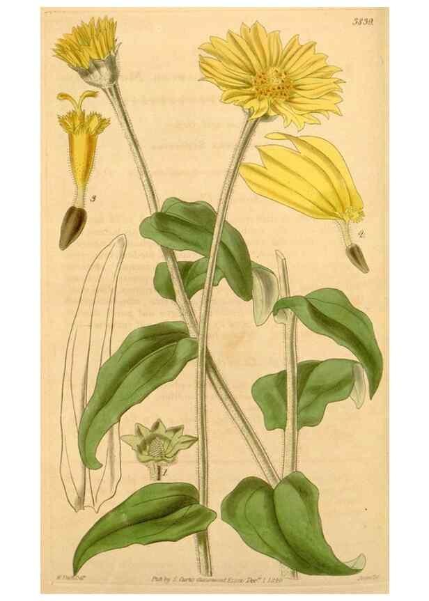 Reproducción/Reproduction 34862438500: Curtis's botanical magazine.. London ; New York [etc.] :Academic Press [etc.]
