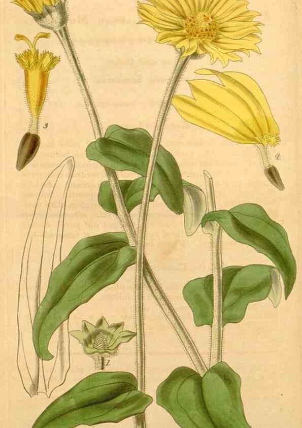 Reproducción/Reproduction 34862438500: Curtis's botanical magazine.. London ; New York [etc.] :Academic Press [etc.]