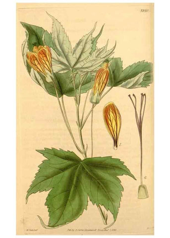 Reproducción/Reproduction 35209616086: Curtis's botanical magazine.. London ; New York [etc.] :Academic Press [etc.]
