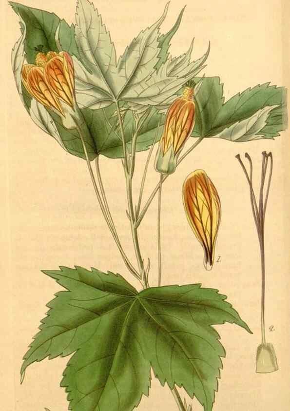 Reproducción/Reproduction 35209616086: Curtis's botanical magazine.. London ; New York [etc.] :Academic Press [etc.]