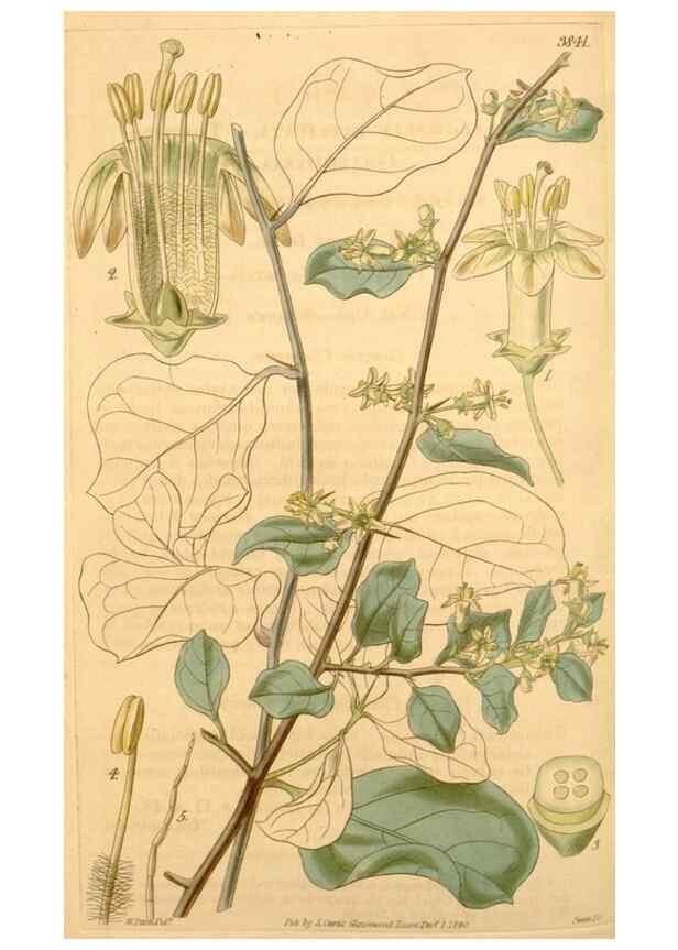 Reproducción/Reproduction 34862444390: Curtis's botanical magazine.. London ; New York [etc.] :Academic Press [etc.]