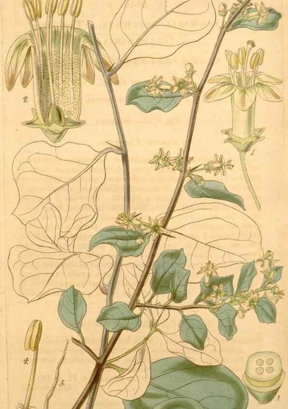 Reproducción/Reproduction 34862444390: Curtis's botanical magazine.. London ; New York [etc.] :Academic Press [etc.]