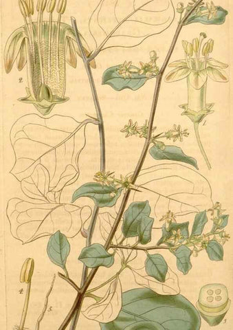 Reproducción/Reproduction 34862444390: Curtis's botanical magazine.. London ; New York [etc.] :Academic Press [etc.]