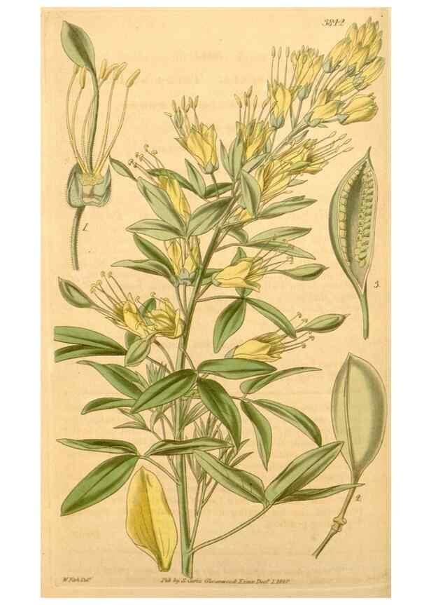 Reproducción/Reproduction 34862447620: Curtis's botanical magazine.. London ; New York [etc.] :Academic Press [etc.]