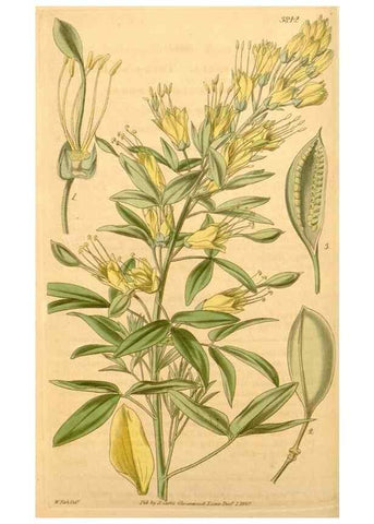 Reproducción/Reproduction 34862447620: Curtis's botanical magazine.. London ; New York [etc.] :Academic Press [etc.]