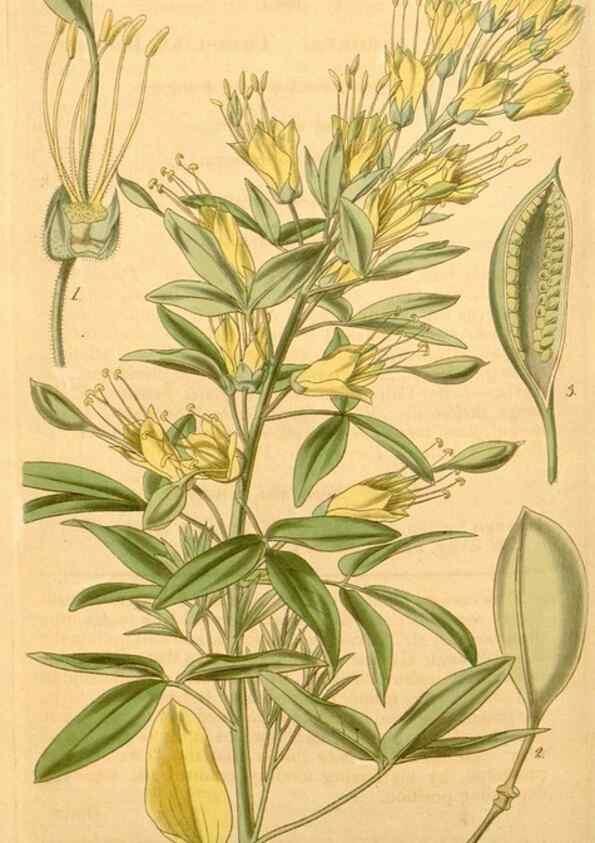 Reproducción/Reproduction 34862447620: Curtis's botanical magazine.. London ; New York [etc.] :Academic Press [etc.]