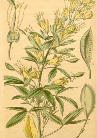 Reproducción/Reproduction 34862447620: Curtis's botanical magazine.. London ; New York [etc.] :Academic Press [etc.]