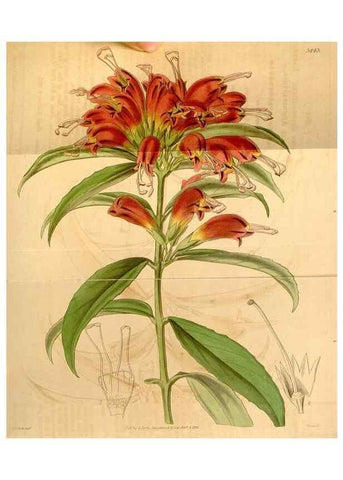 Reproducción/Reproduction 34862449900: Curtis's botanical magazine.. London ; New York [etc.] :Academic Press [etc.]