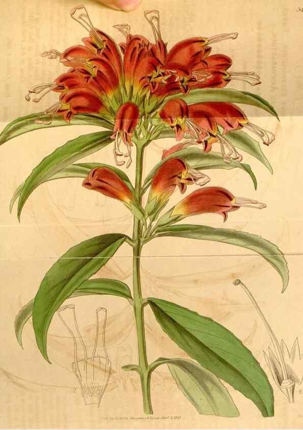 Reproducción/Reproduction 34862449900: Curtis's botanical magazine.. London ; New York [etc.] :Academic Press [etc.]
