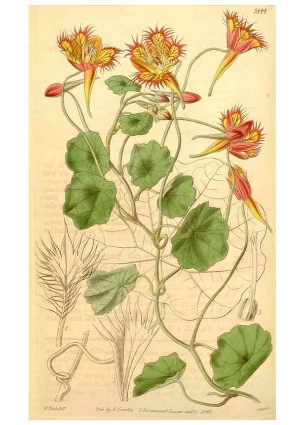 Reproducción/Reproduction 35249484385: Curtis's botanical magazine.. London ; New York [etc.] :Academic Press [etc.]