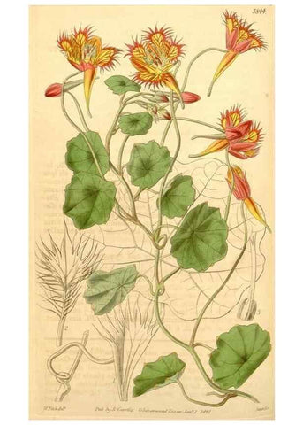Reproducción/Reproduction 35249484385: Curtis's botanical magazine.. London ; New York [etc.] :Academic Press [etc.]