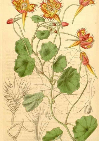 Reproducción/Reproduction 35249484385: Curtis's botanical magazine.. London ; New York [etc.] :Academic Press [etc.]