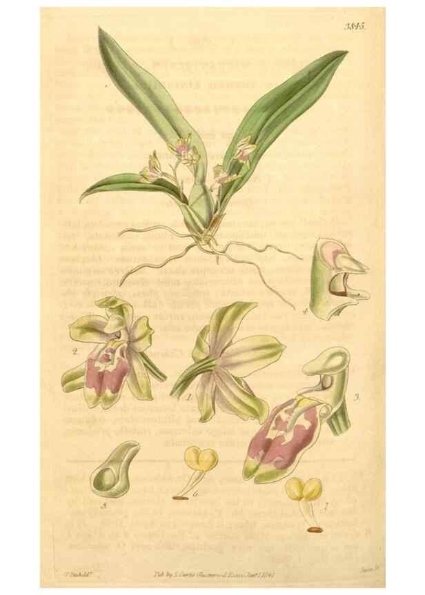 Reproducción/Reproduction 35119819581: Curtis's botanical magazine.. London ; New York [etc.] :Academic Press [etc.]