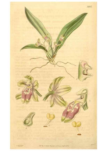 Reproducción/Reproduction 35119819581: Curtis's botanical magazine.. London ; New York [etc.] :Academic Press [etc.]