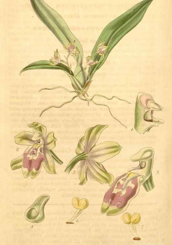 Reproducción/Reproduction 35119819581: Curtis's botanical magazine.. London ; New York [etc.] :Academic Press [etc.]