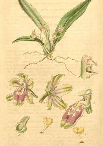 Reproducción/Reproduction 35119819581: Curtis's botanical magazine.. London ; New York [etc.] :Academic Press [etc.]