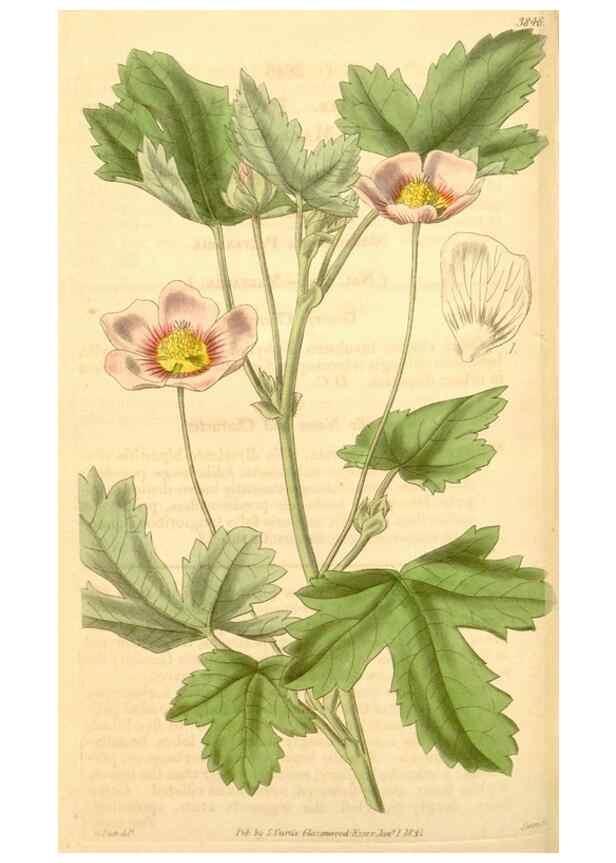Reproducción/Reproduction 35119822191: Curtis's botanical magazine.. London ; New York [etc.] :Academic Press [etc.]