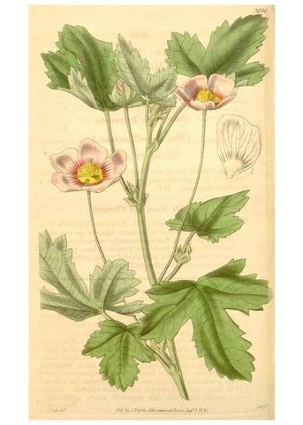 Reproducción/Reproduction 35119822191: Curtis's botanical magazine.. London ; New York [etc.] :Academic Press [etc.]