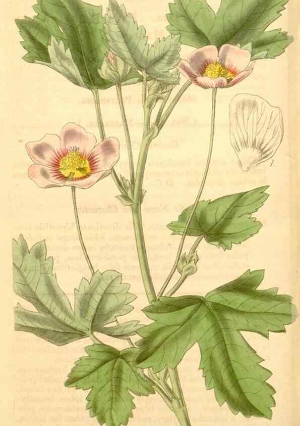 Reproducción/Reproduction 35119822191: Curtis's botanical magazine.. London ; New York [etc.] :Academic Press [etc.]