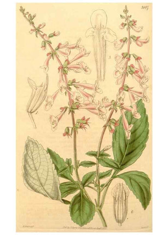 Reproducción/Reproduction 34862459280: Curtis's botanical magazine.. London ; New York [etc.] :Academic Press [etc.]
