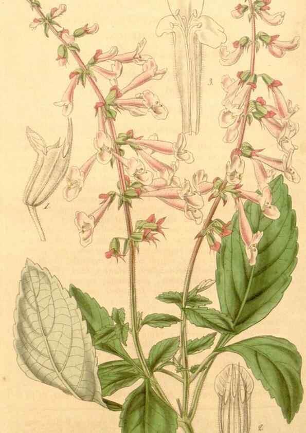 Reproducción/Reproduction 34862459280: Curtis's botanical magazine.. London ; New York [etc.] :Academic Press [etc.]