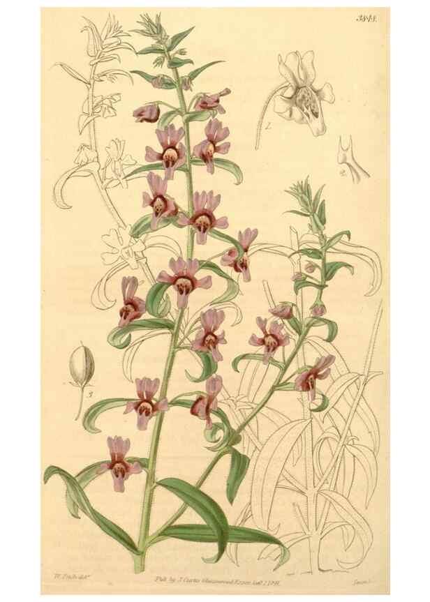 Reproducción/Reproduction 34440463573: Curtis's botanical magazine.. London ; New York [etc.] :Academic Press [etc.]