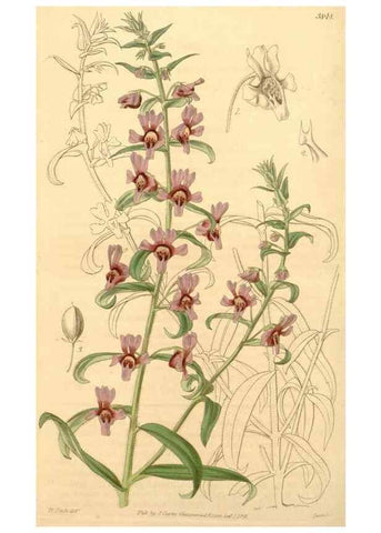 Reproducción/Reproduction 34440463573: Curtis's botanical magazine.. London ; New York [etc.] :Academic Press [etc.]