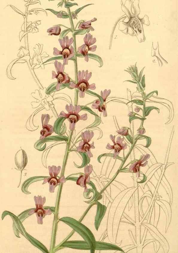 Reproducción/Reproduction 34440463573: Curtis's botanical magazine.. London ; New York [etc.] :Academic Press [etc.]