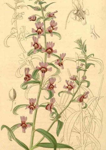 Reproducción/Reproduction 34440463573: Curtis's botanical magazine.. London ; New York [etc.] :Academic Press [etc.]