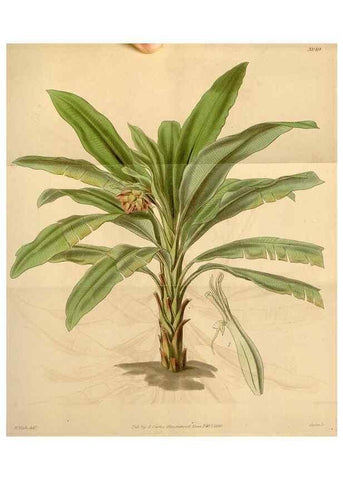 Reproducción/Reproduction 34440465783: Curtis's botanical magazine.. London ; New York [etc.] :Academic Press [etc.]