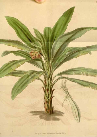 Reproducción/Reproduction 34440465783: Curtis's botanical magazine.. London ; New York [etc.] :Academic Press [etc.]