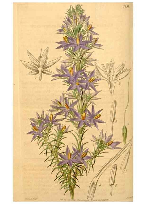 Reproducción/Reproduction 35209600256: Curtis's botanical magazine.. London ; New York [etc.] :Academic Press [etc.]