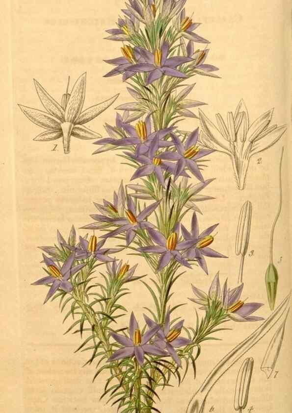 Reproducción/Reproduction 35209600256: Curtis's botanical magazine.. London ; New York [etc.] :Academic Press [etc.]