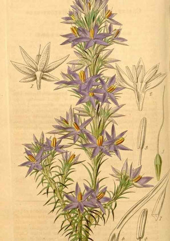 Reproducción/Reproduction 35209600256: Curtis's botanical magazine.. London ; New York [etc.] :Academic Press [etc.]
