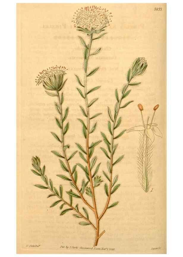 Reproducción/Reproduction 34862426540: Curtis's botanical magazine.. London ; New York [etc.] :Academic Press [etc.]