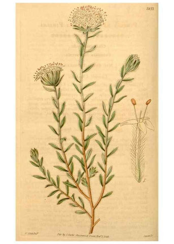 Reproducción/Reproduction 34862426540: Curtis's botanical magazine.. London ; New York [etc.] :Academic Press [etc.]