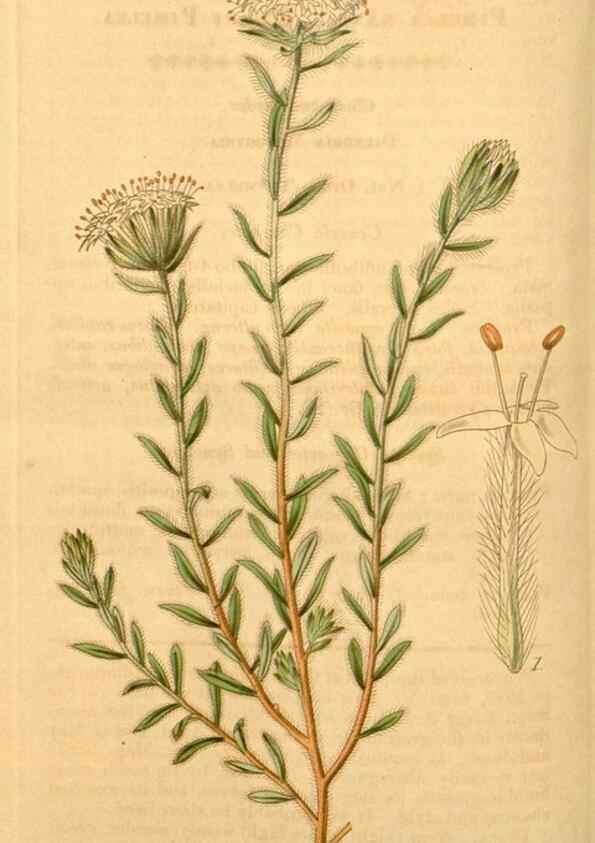 Reproducción/Reproduction 34862426540: Curtis's botanical magazine.. London ; New York [etc.] :Academic Press [etc.]