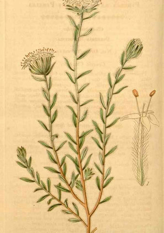 Reproducción/Reproduction 34862426540: Curtis's botanical magazine.. London ; New York [etc.] :Academic Press [etc.]