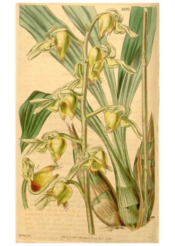 Reproducción/Reproduction 35119784891: Curtis's botanical magazine.. London ; New York [etc.] :Academic Press [etc.]