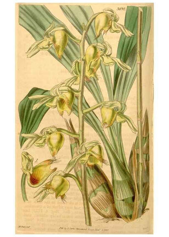 Reproducción/Reproduction 35119784891: Curtis's botanical magazine.. London ; New York [etc.] :Academic Press [etc.]