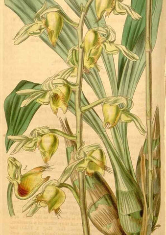 Reproducción/Reproduction 35119784891: Curtis's botanical magazine.. London ; New York [etc.] :Academic Press [etc.]