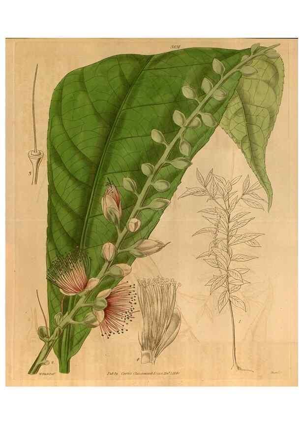 Reproducción/Reproduction 35119783101: Curtis's botanical magazine.. London ; New York [etc.] :Academic Press [etc.]