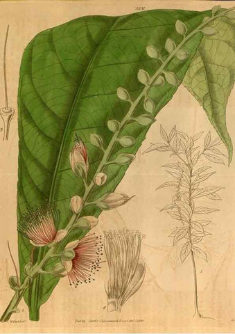 Reproducción/Reproduction 35119783101: Curtis's botanical magazine.. London ; New York [etc.] :Academic Press [etc.]